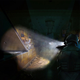 Illustration for article titled io9 Talks To I Am Legend Designer David Lazan